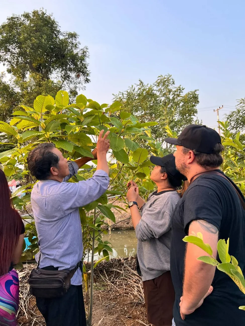 Learning about kratom leaves at the farm